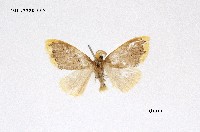 藏品(緣黃毒蛾)的圖片